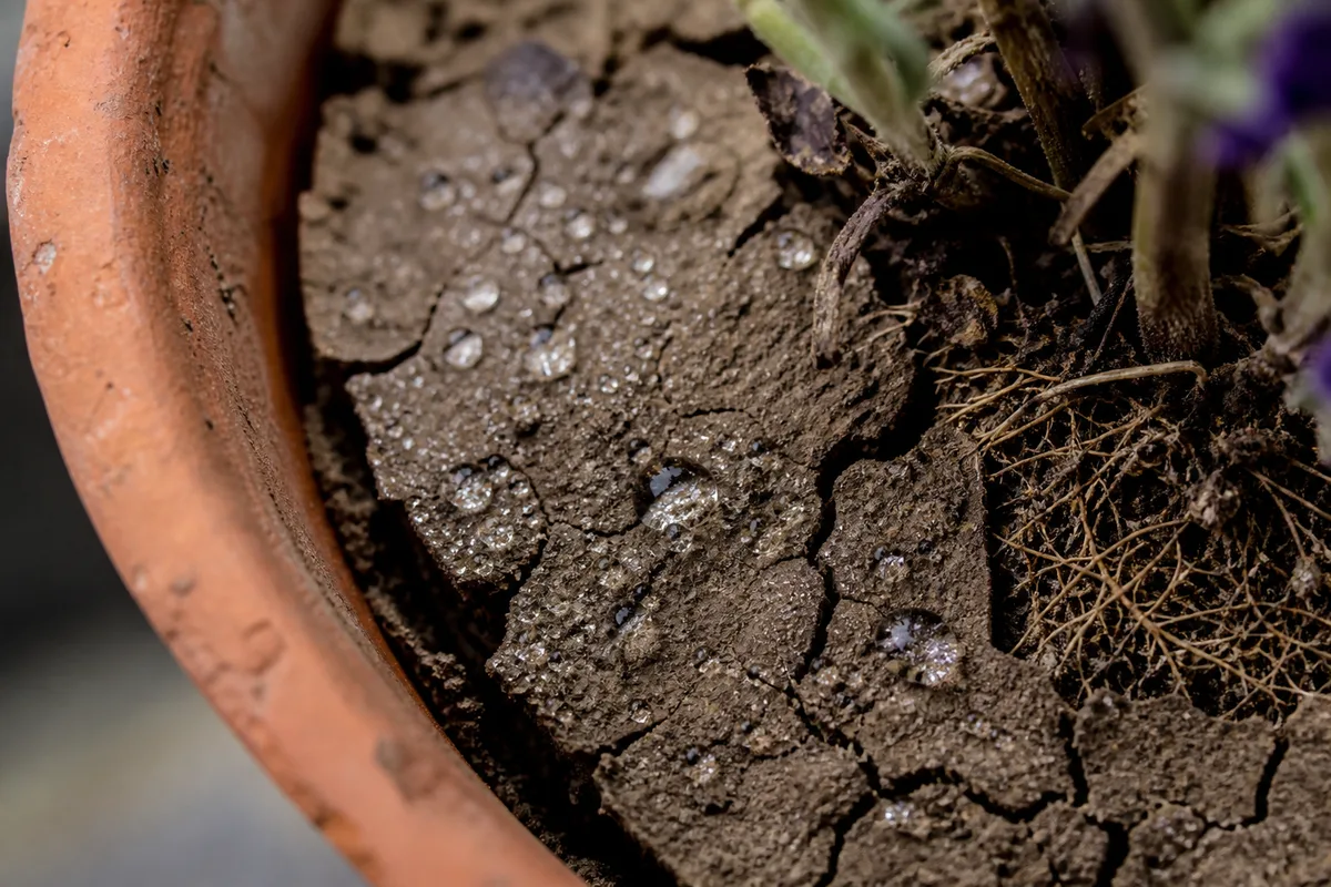 Close-up of Dry Hydrophobic Soil on Lavender - diagnostic detail