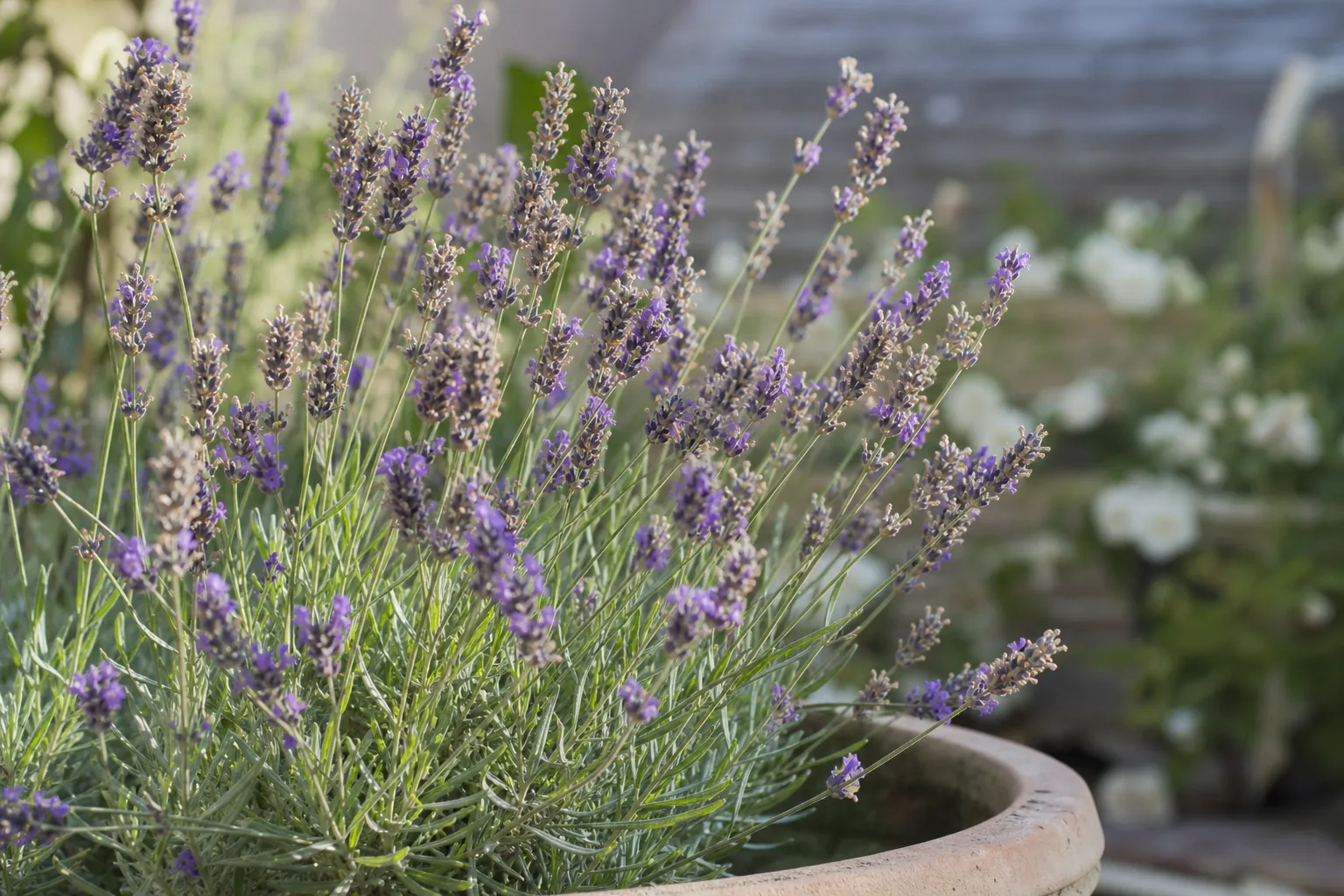 Faded Flowers on Lavender - visible symptom on the plant