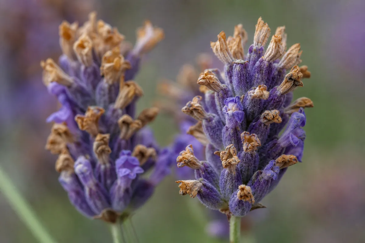 Close-up of Flowers Turning Brown on Lavender - diagnostic detail