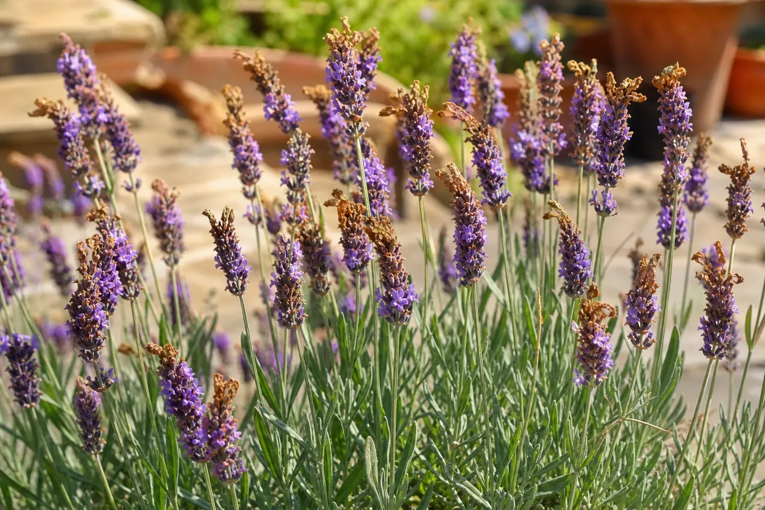 Flowers Turning Brown on Lavender - visible symptom on the plant