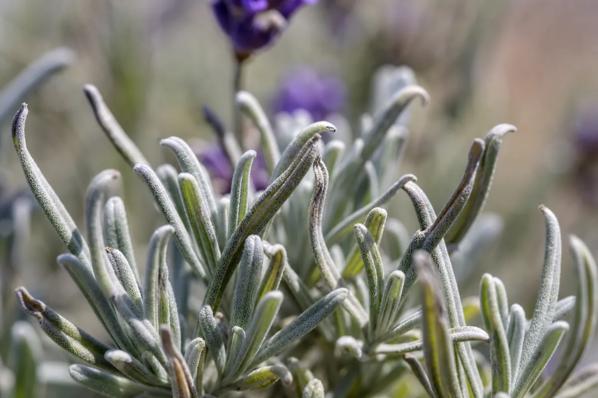 Close-up of Heat Stress on Lavender - diagnostic detail