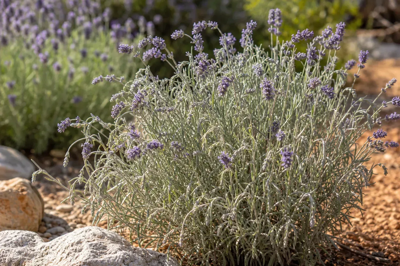 Heat Stress on Lavender - visible symptom on the plant
