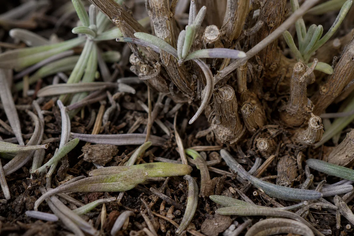 Close-up of Leaf Drop on Lavender - diagnostic detail