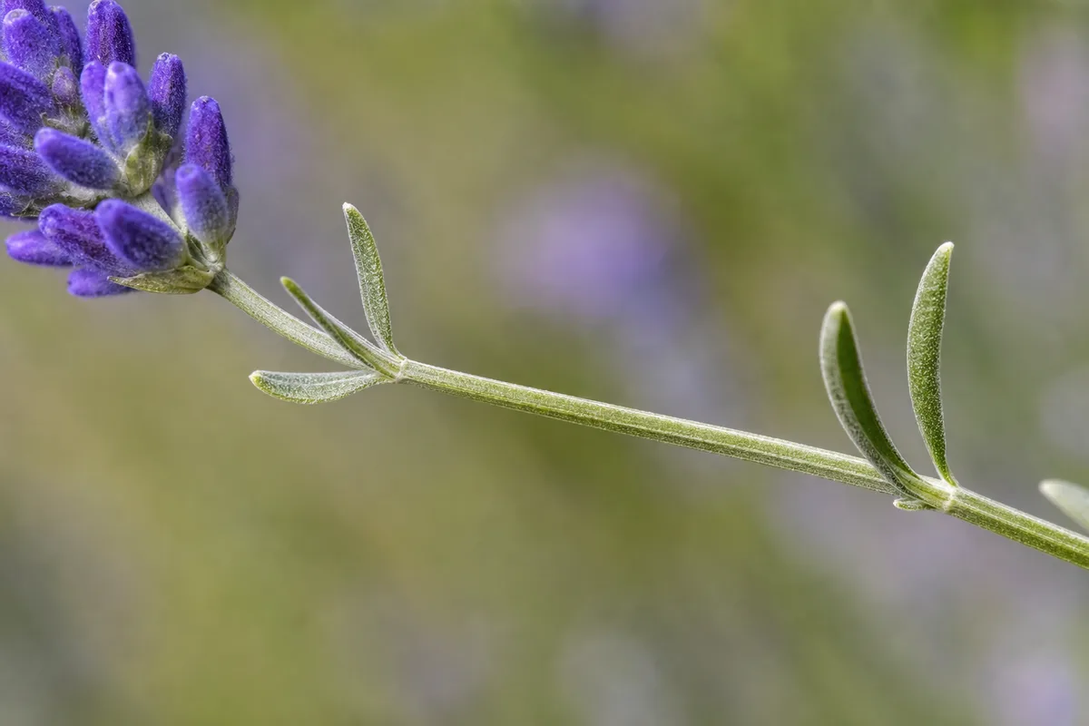Close-up of Leggy Growth on Lavender - diagnostic detail