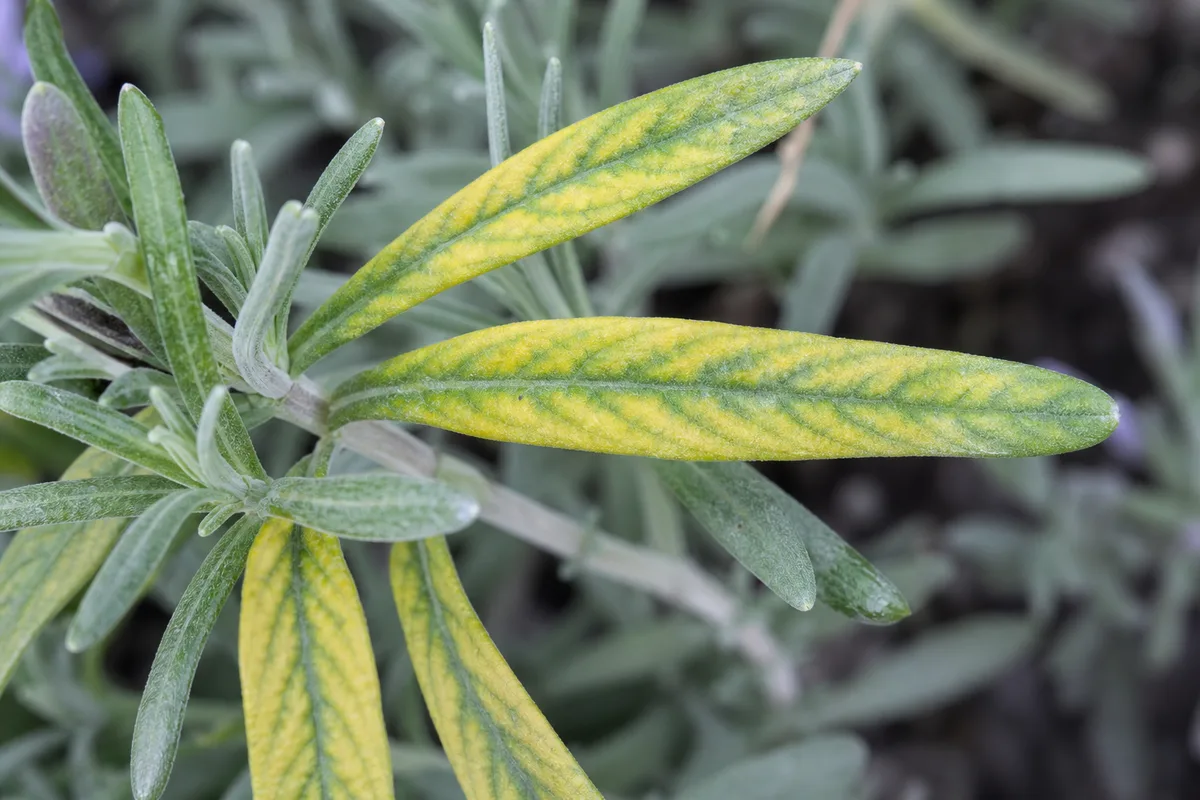Close-up of Magnesium Deficiency on Lavender - diagnostic detail