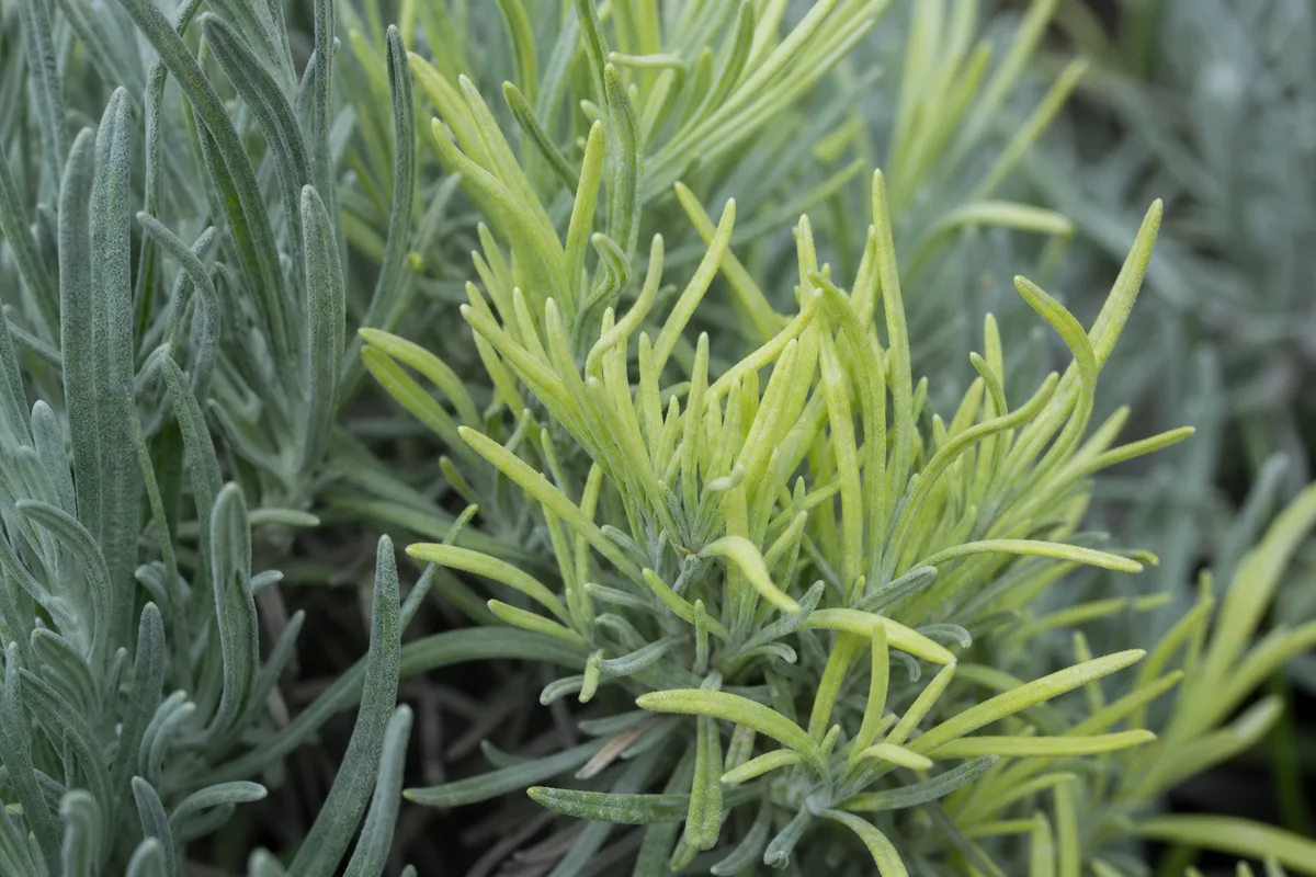 Close-up of Nitrogen Deficiency on Lavender - diagnostic detail