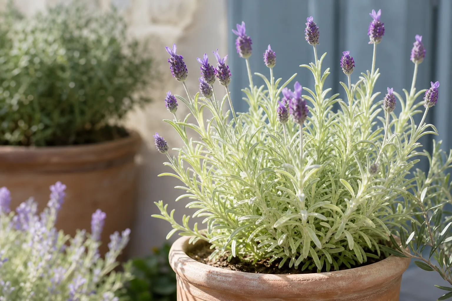 Pale Leaves on Lavender - visible symptom on the plant