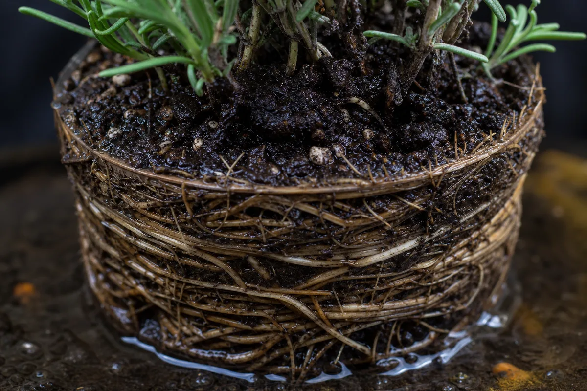 Close-up of Poor Potting Setup on Lavender - diagnostic detail