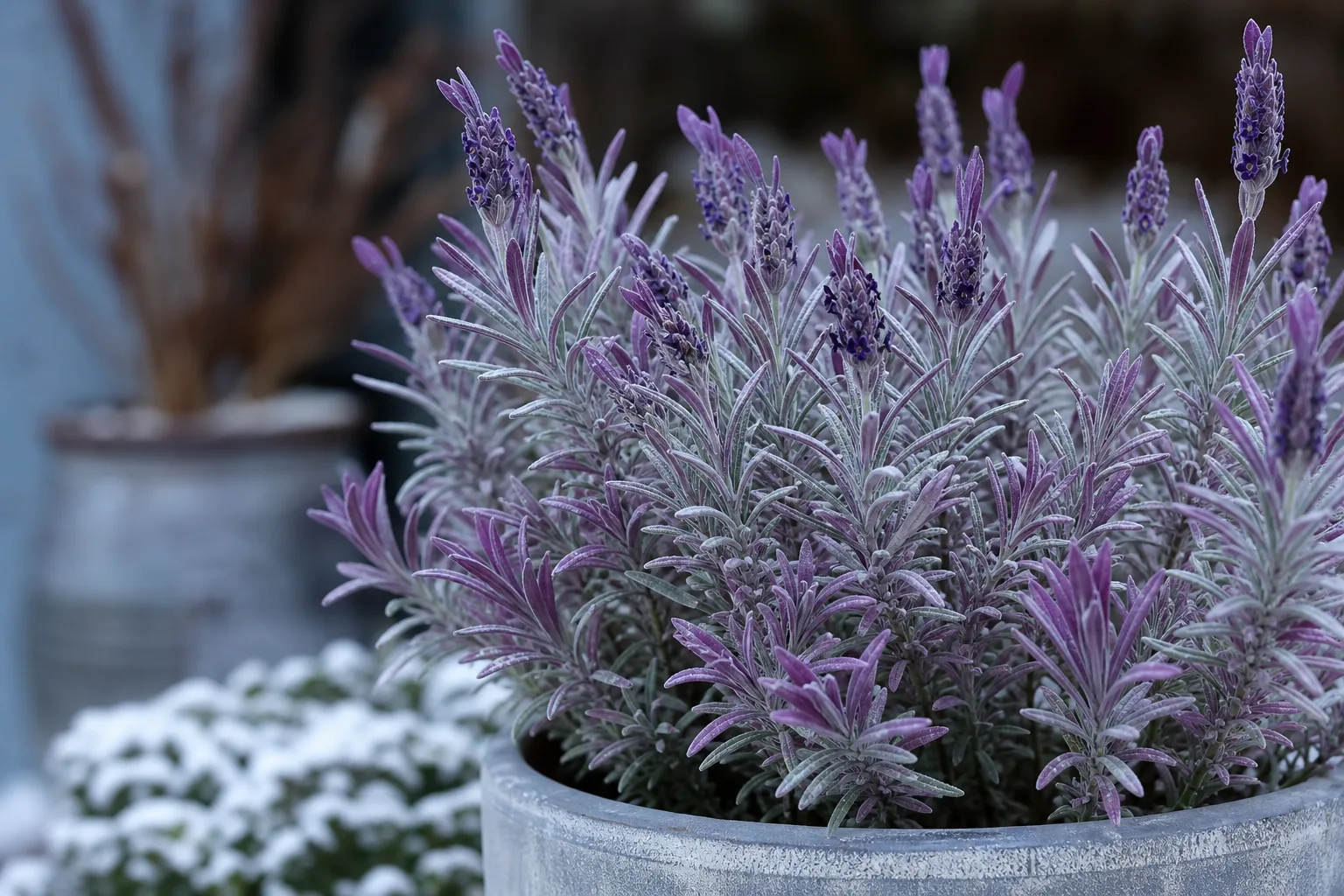 Purple Leaves on Lavender - visible symptom on the plant