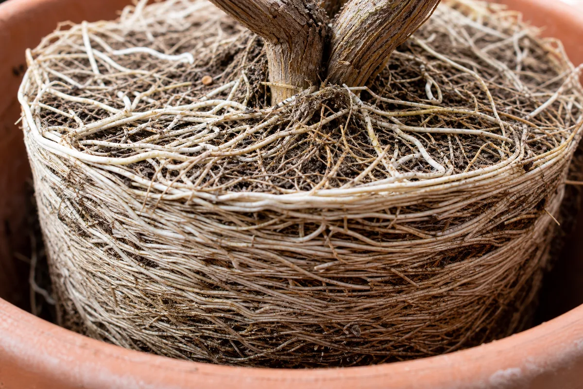 Close-up of Root Bound on Lavender - diagnostic detail
