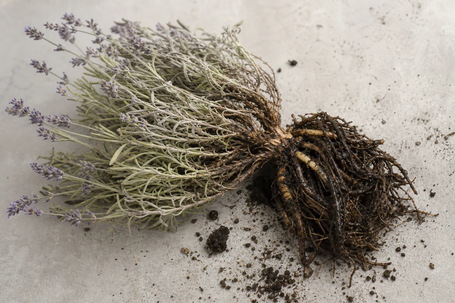 Root Rot on Lavender - visible symptom on the plant