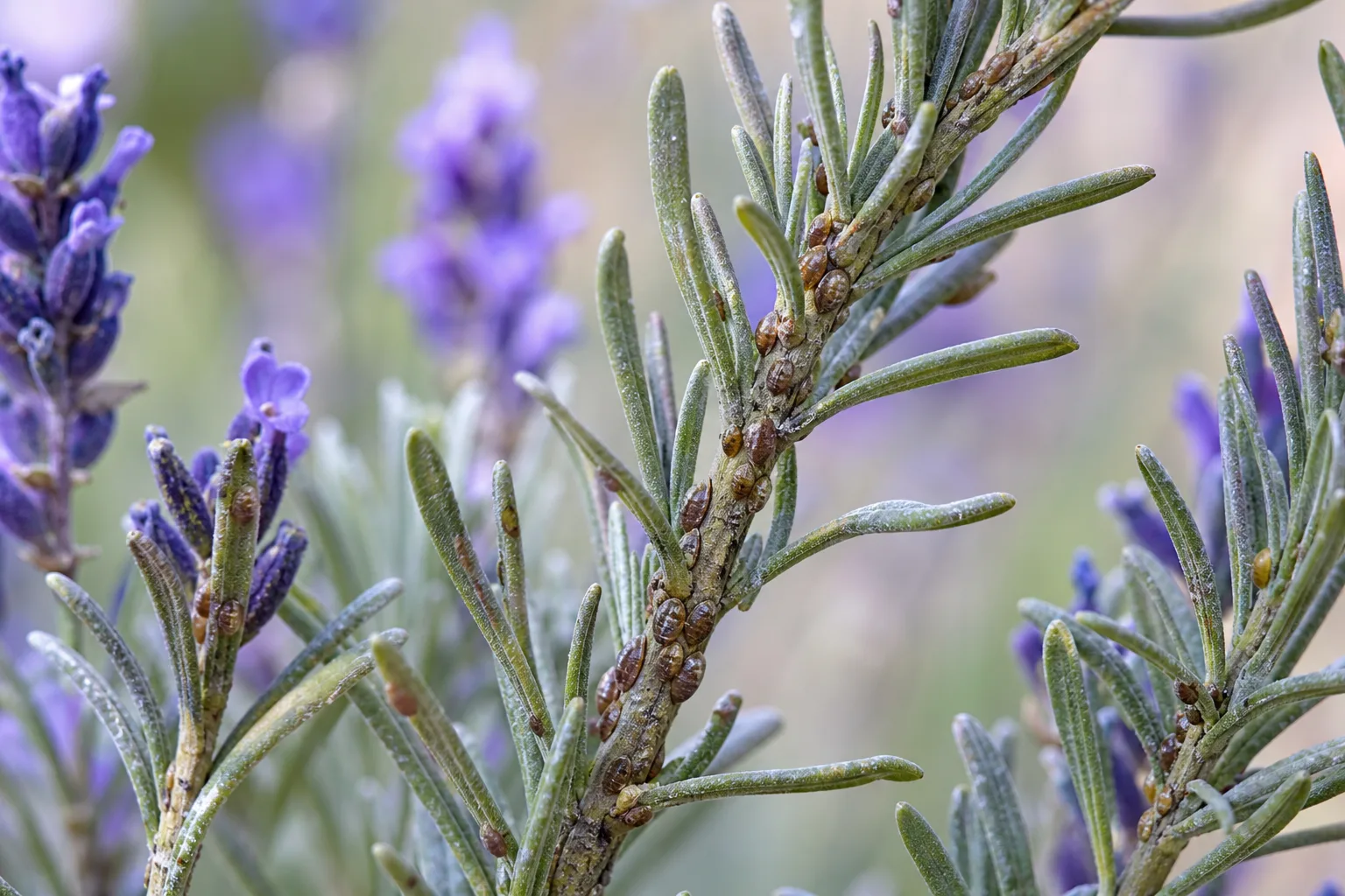 Scale Insects on Lavender - visible symptom on the plant