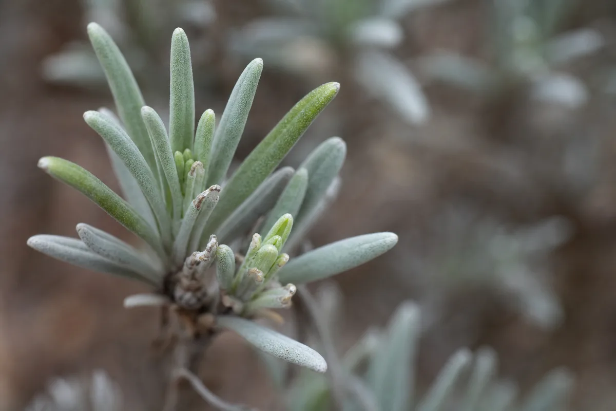 Close-up of Slow Growth on Lavender - diagnostic detail