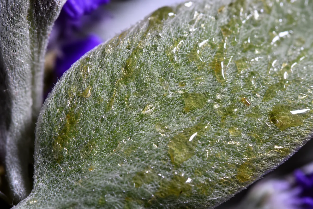 Close-up of Sticky Leaves on Lavender - diagnostic detail