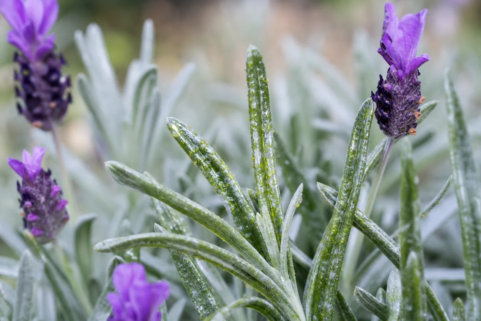 Sticky Leaves on Lavender - visible symptom on the plant