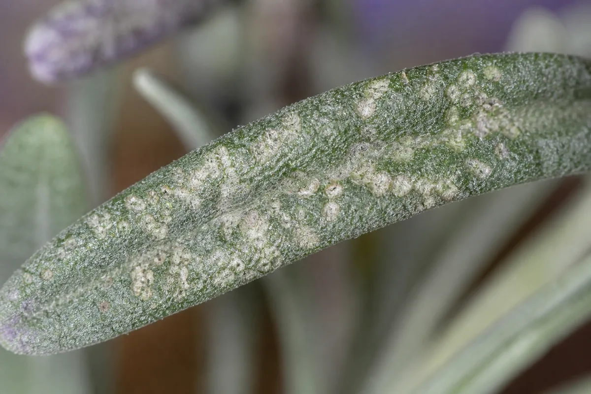 Close-up of Thrips on Lavender - diagnostic detail
