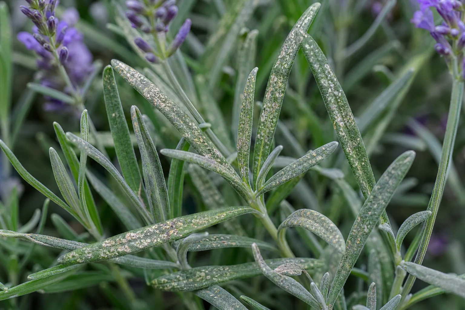 Thrips on Lavender - visible symptom on the plant