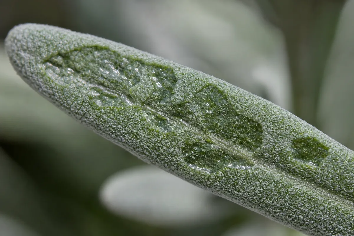Close-up of Transparent Leaves on Lavender - diagnostic detail