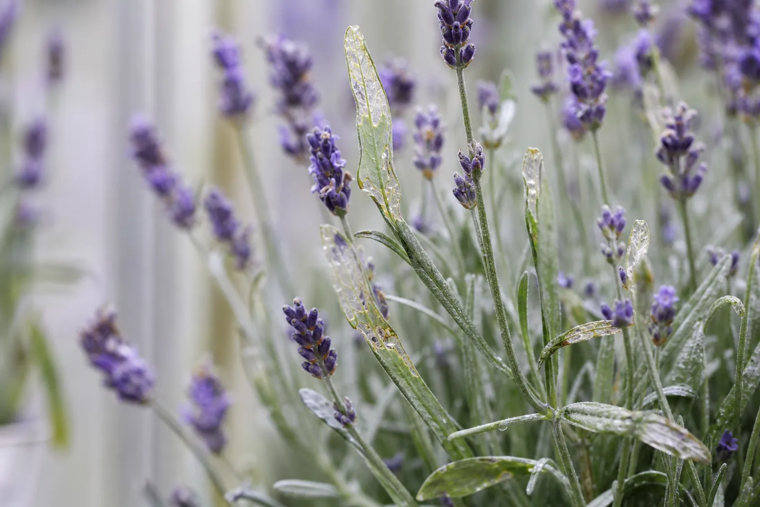 Transparent Leaves on Lavender - visible symptom on the plant