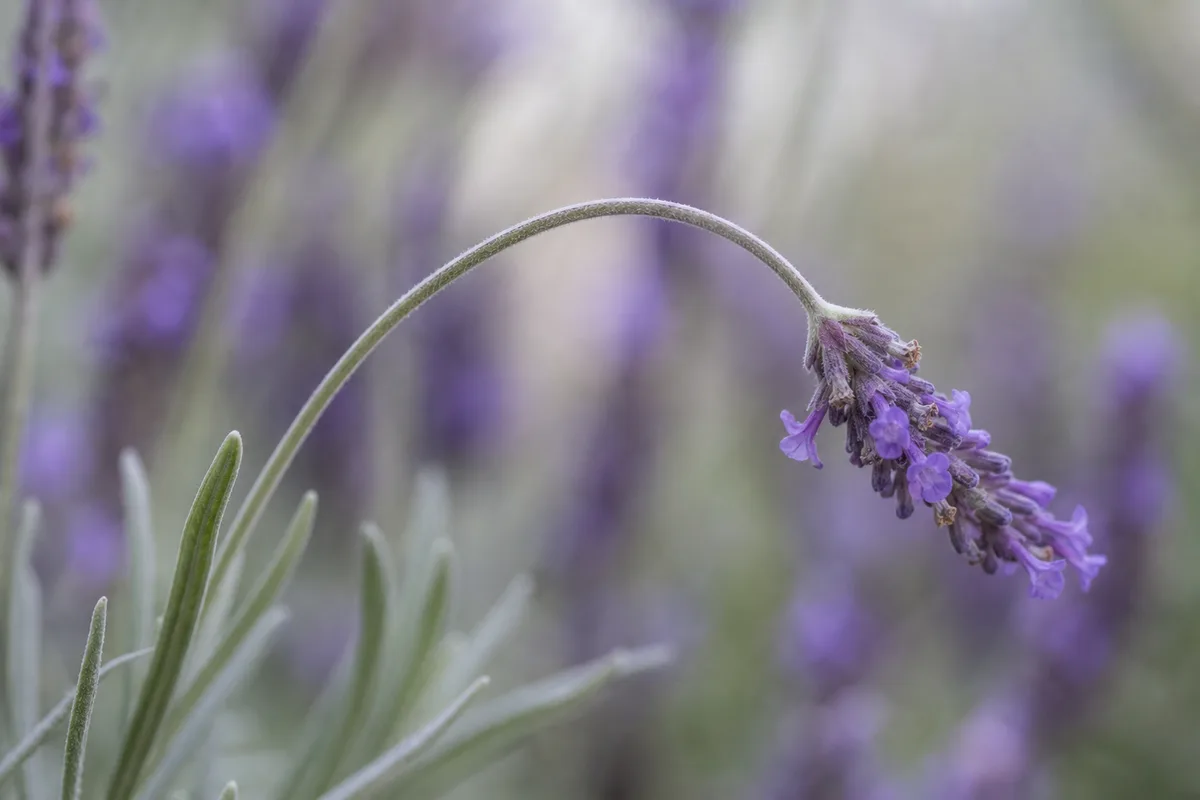 Close-up of Weak Stems on Lavender - diagnostic detail