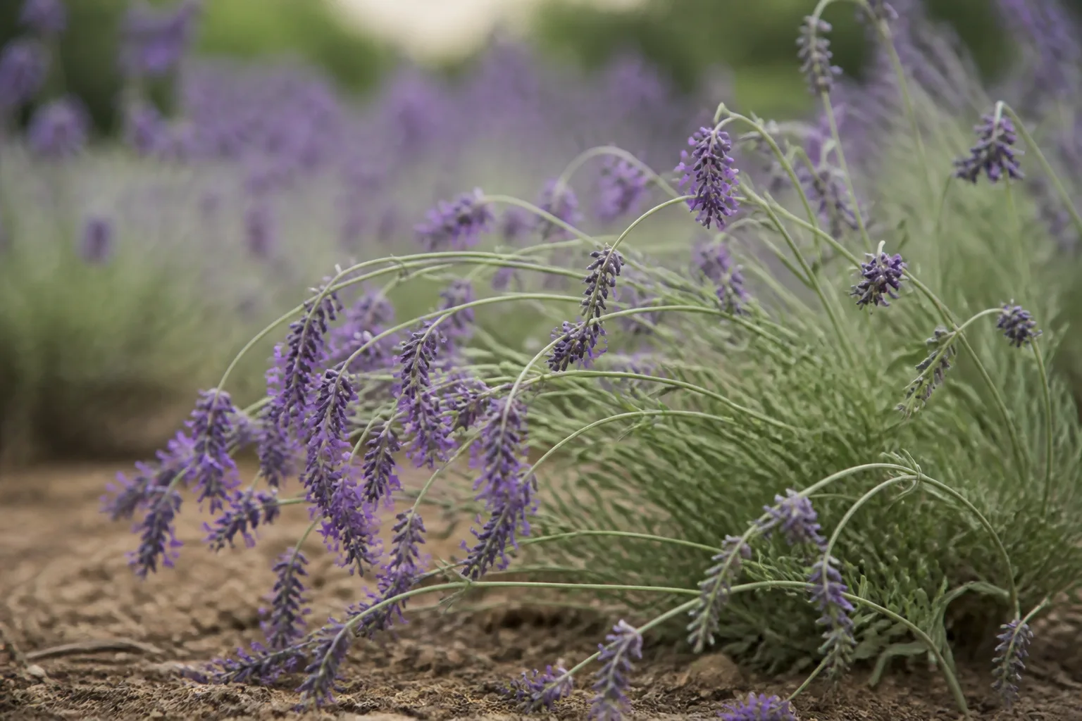 Weak Stems on Lavender - visible symptom on the plant