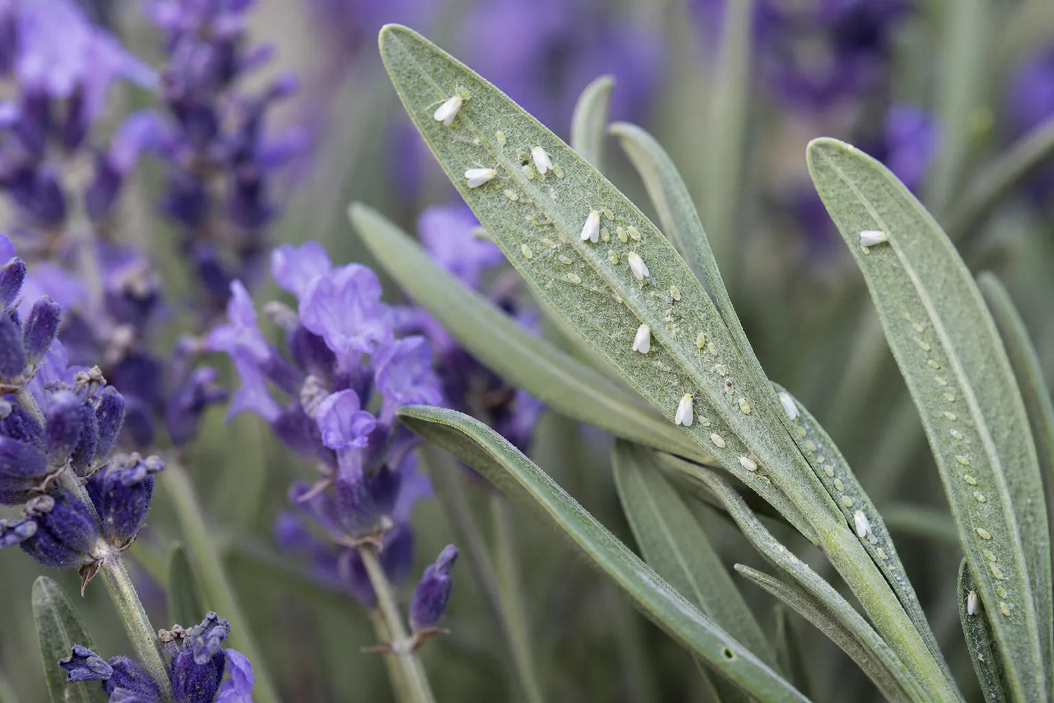 Whiteflies on Lavender - visible symptom on the plant