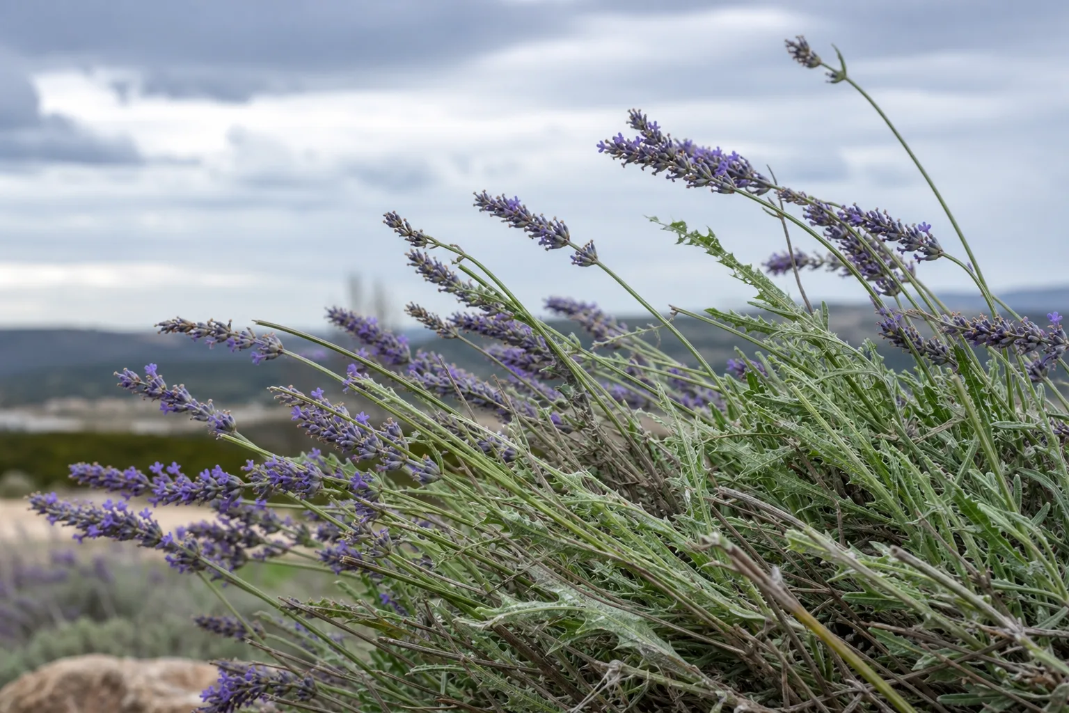 Wind Damage on Lavender - visible symptom on the plant