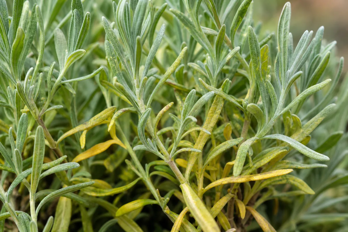 Close-up of Yellow Leaves on Lavender - diagnostic detail