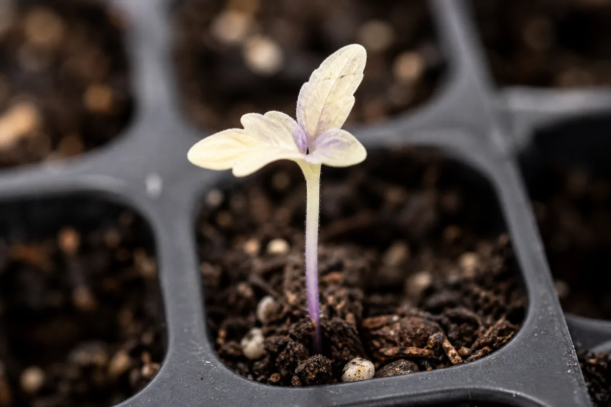 Close-up of Yellow Seedlings on Lavender - diagnostic detail
