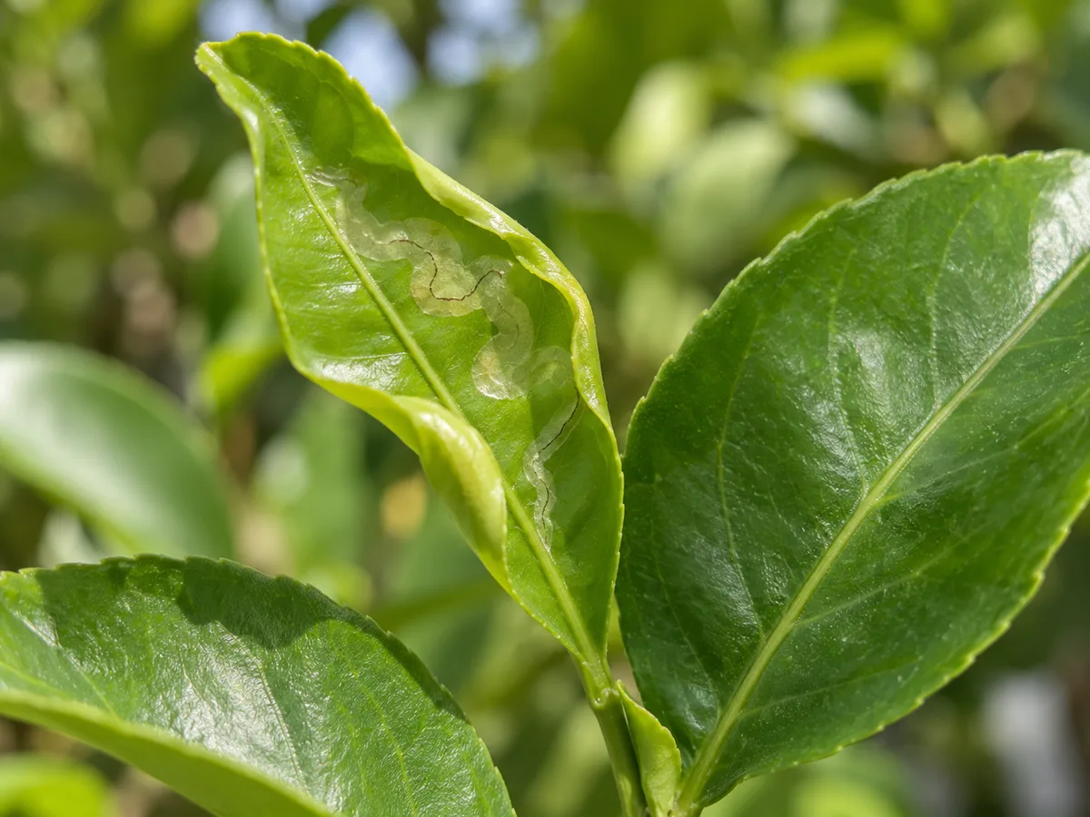 Close-up of a rolled young lemon leaf with the winding pale trail and dark frass line associated with citrus leafminer
