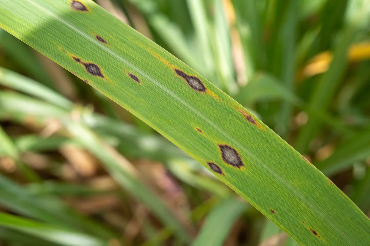 Close-up of Black Spots on Lemongrass - diagnostic detail