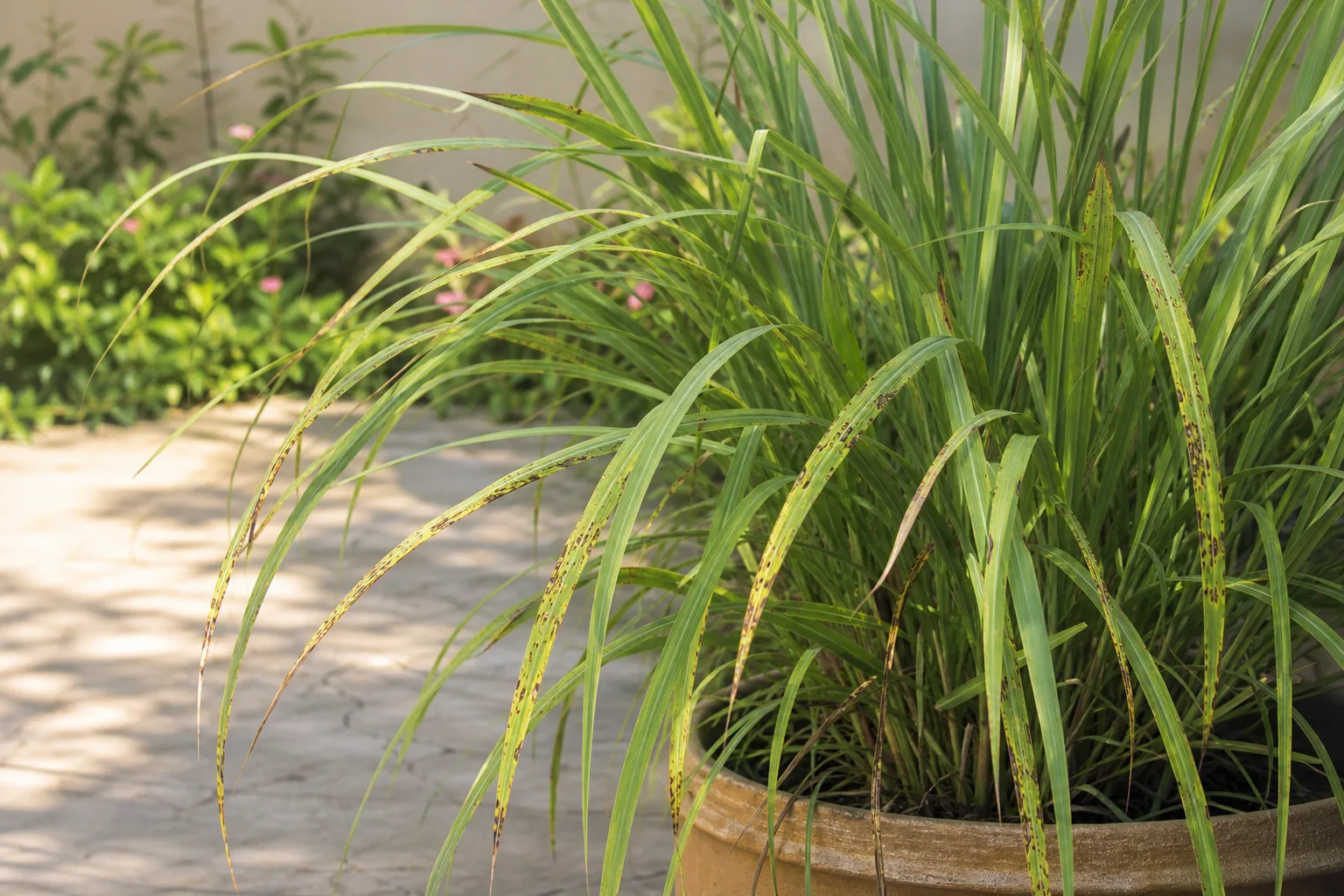 Black Spots on Lemongrass - visible symptom on the plant