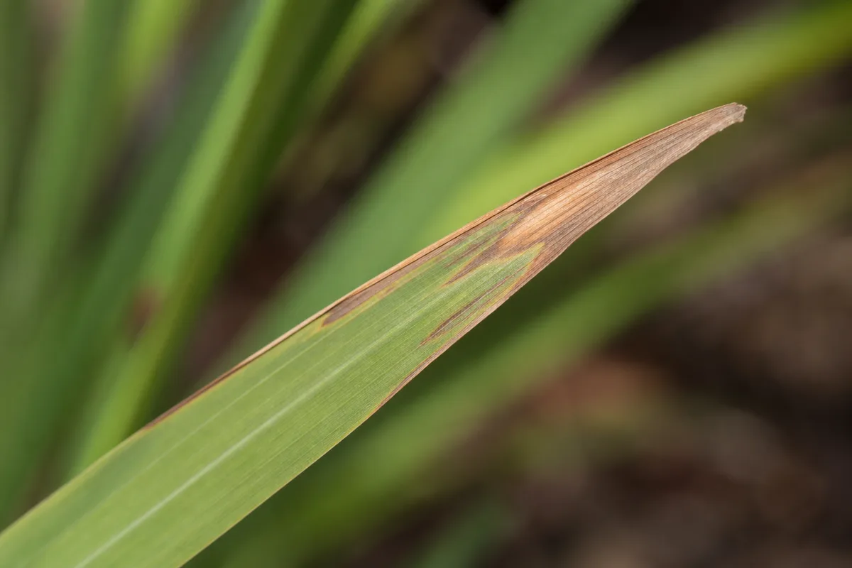 Close-up of Brown Tips on Lemongrass - diagnostic detail
