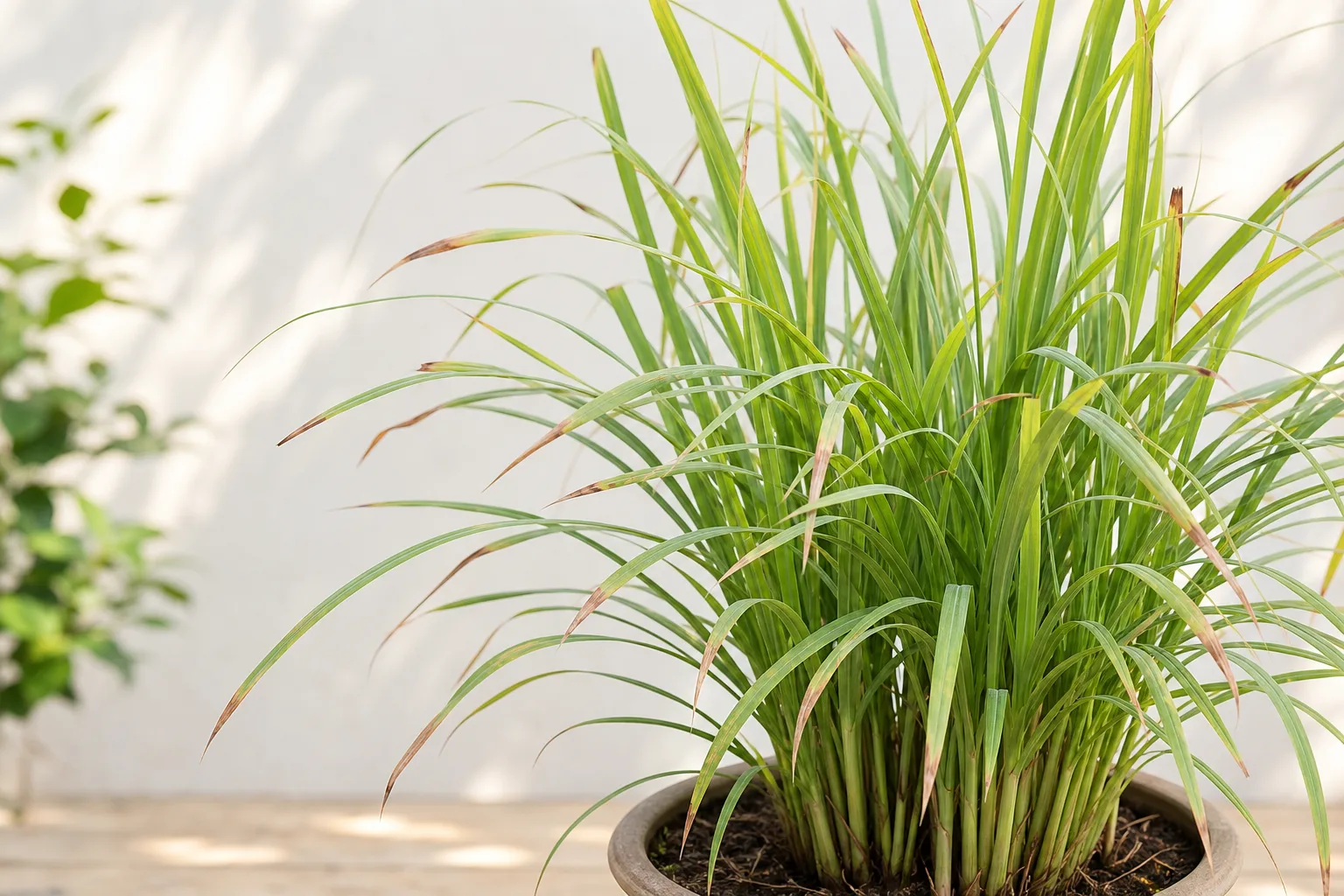 Brown Tips on Lemongrass - visible symptom on the plant