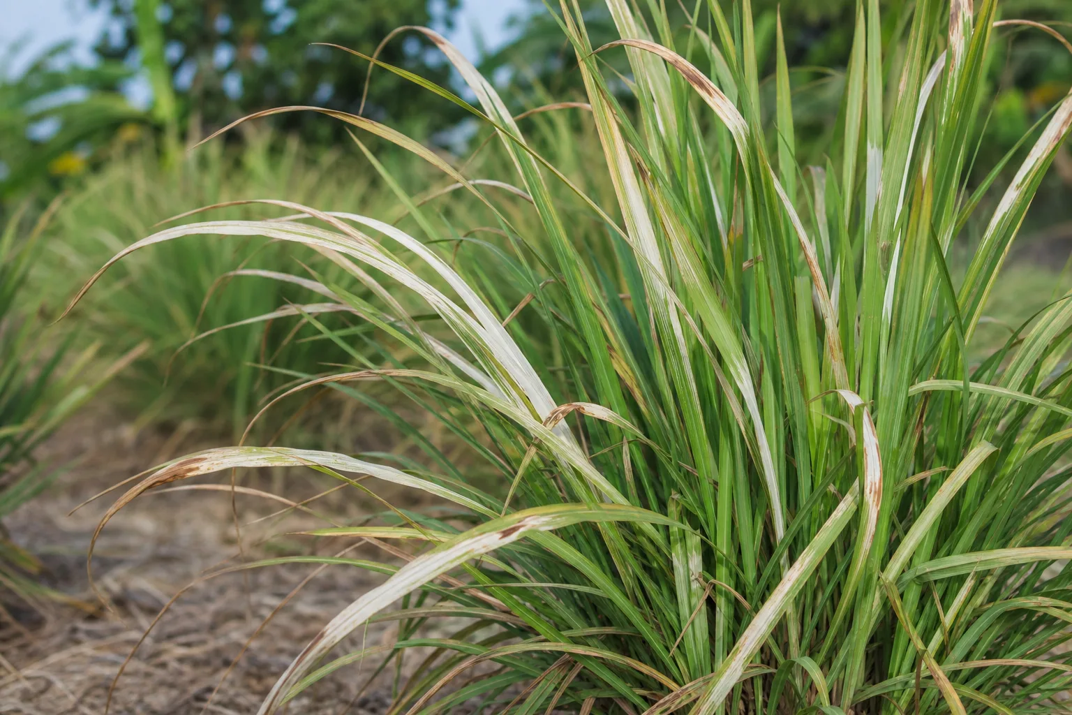 Chemical Damage on Lemongrass - visible symptom on the plant