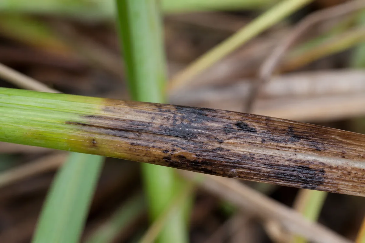 Close-up of Cold Damage on Lemongrass - diagnostic detail