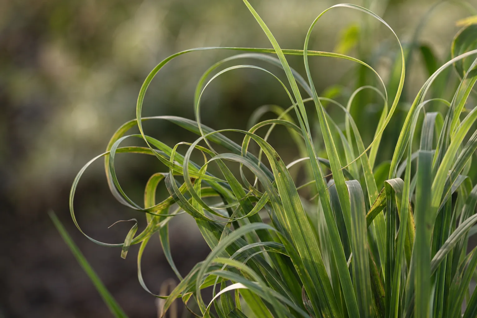 Curling Leaves on Lemongrass - visible symptom on the plant