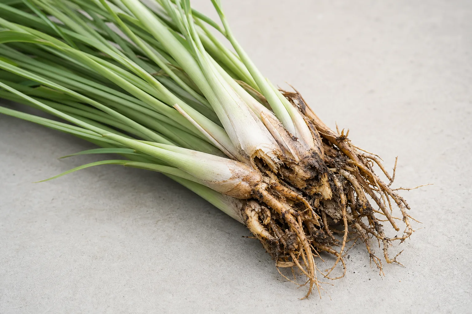 Damaged Roots on Lemongrass - visible symptom on the plant