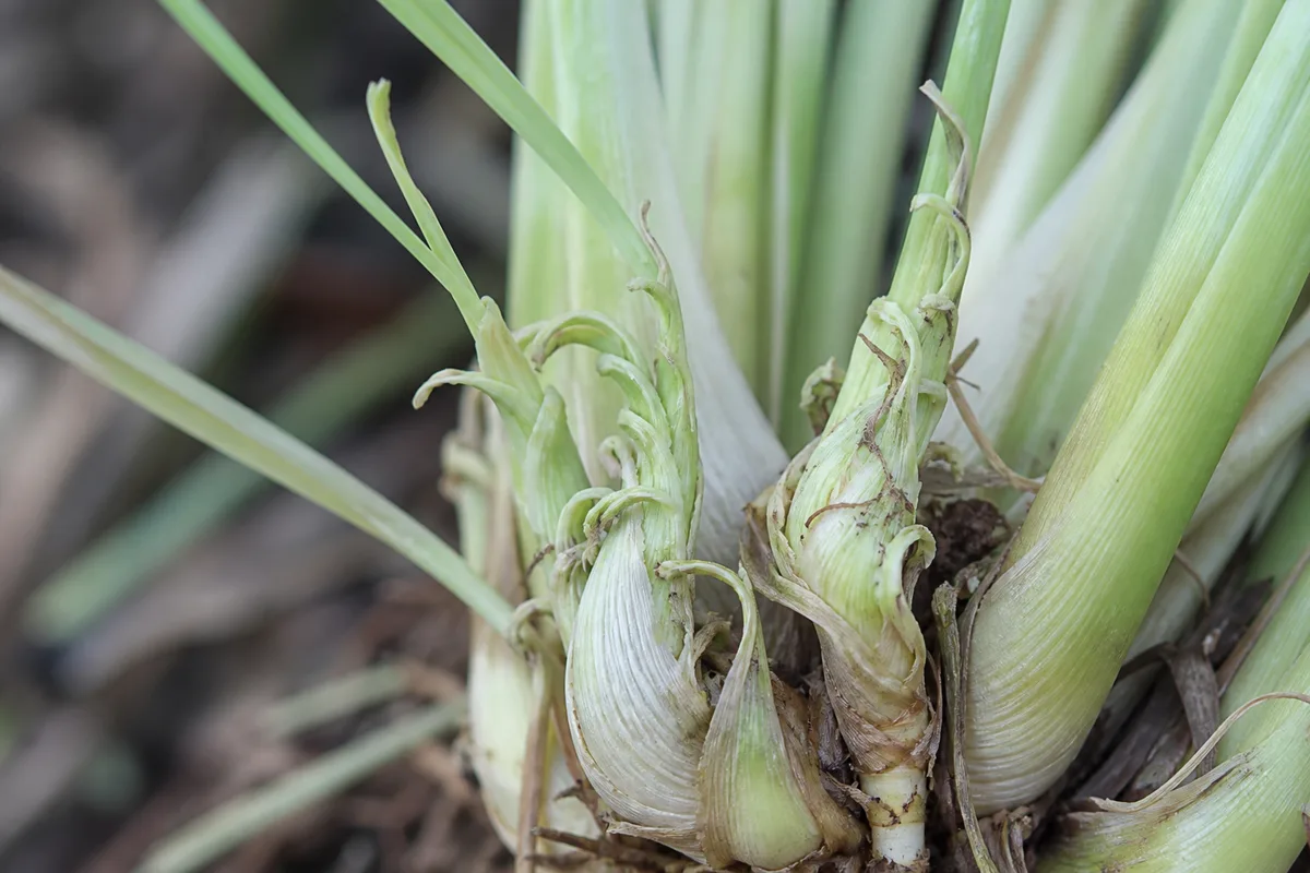 Close-up of Deformed New Growth on Lemongrass - diagnostic detail