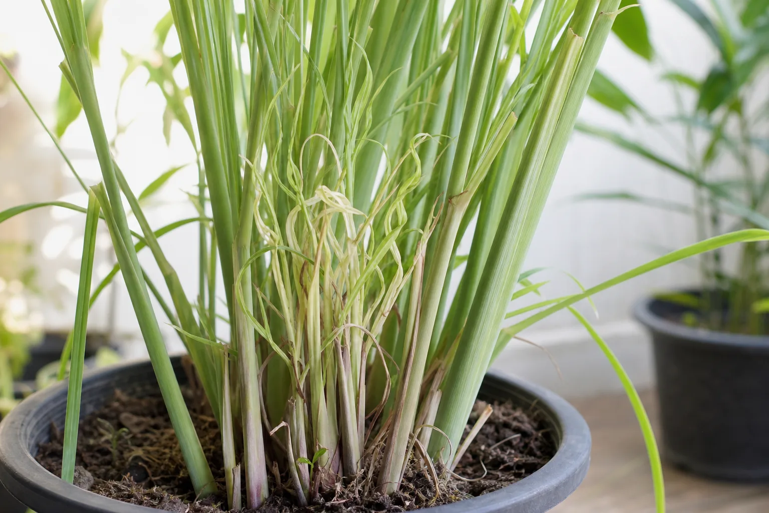 Deformed New Growth on Lemongrass - visible symptom on the plant