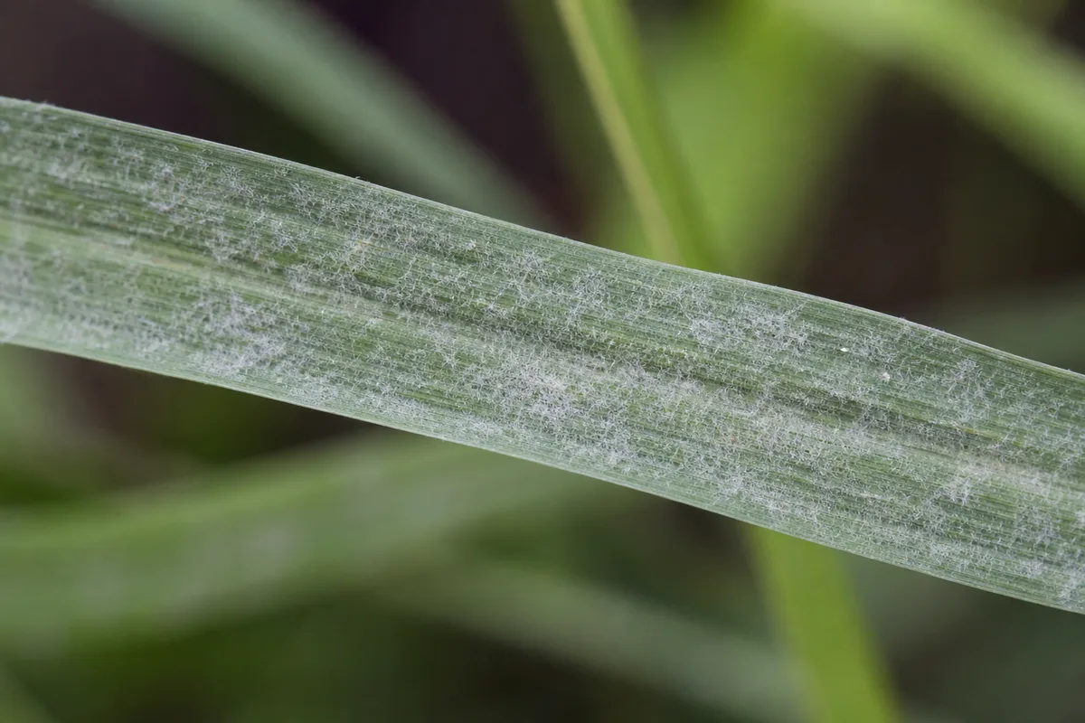 Close-up of Downy Mildew on Lemongrass - diagnostic detail