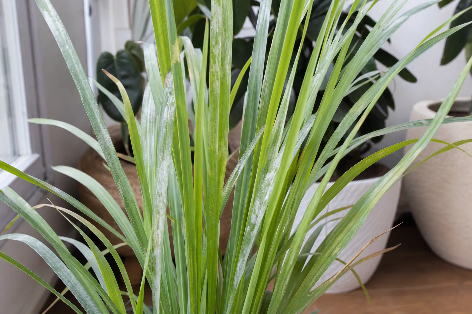 Downy Mildew on Lemongrass - visible symptom on the plant