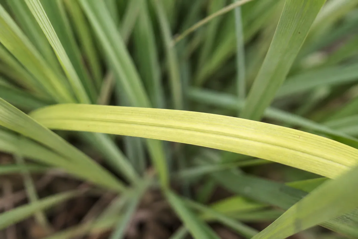 Close-up of Faded Leaves on Lemongrass - diagnostic detail