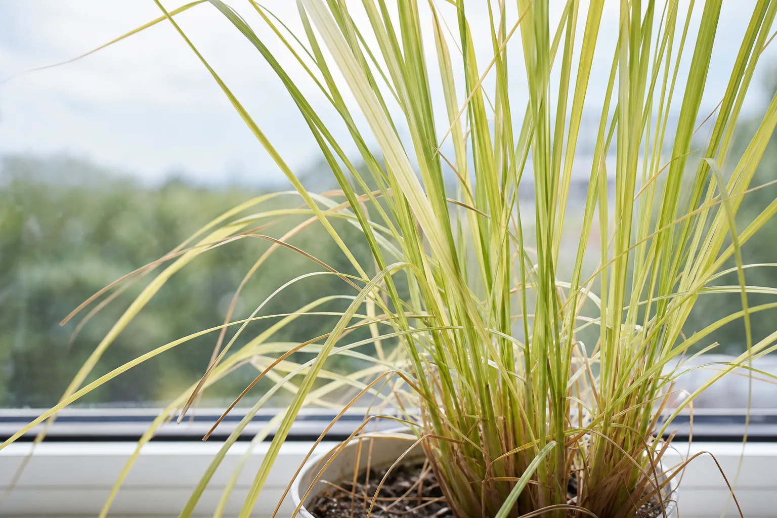 Faded Leaves on Lemongrass - visible symptom on the plant