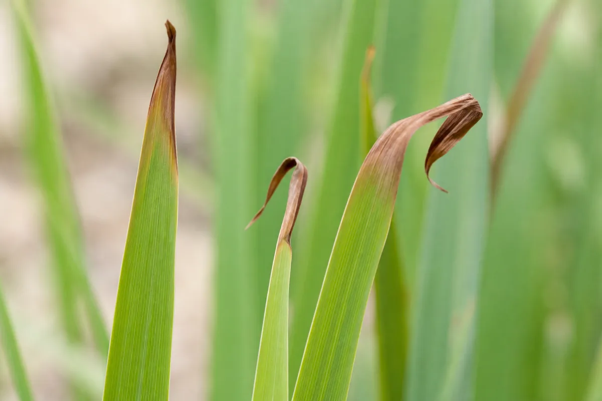 Close-up of Heat Stress on Lemongrass - diagnostic detail