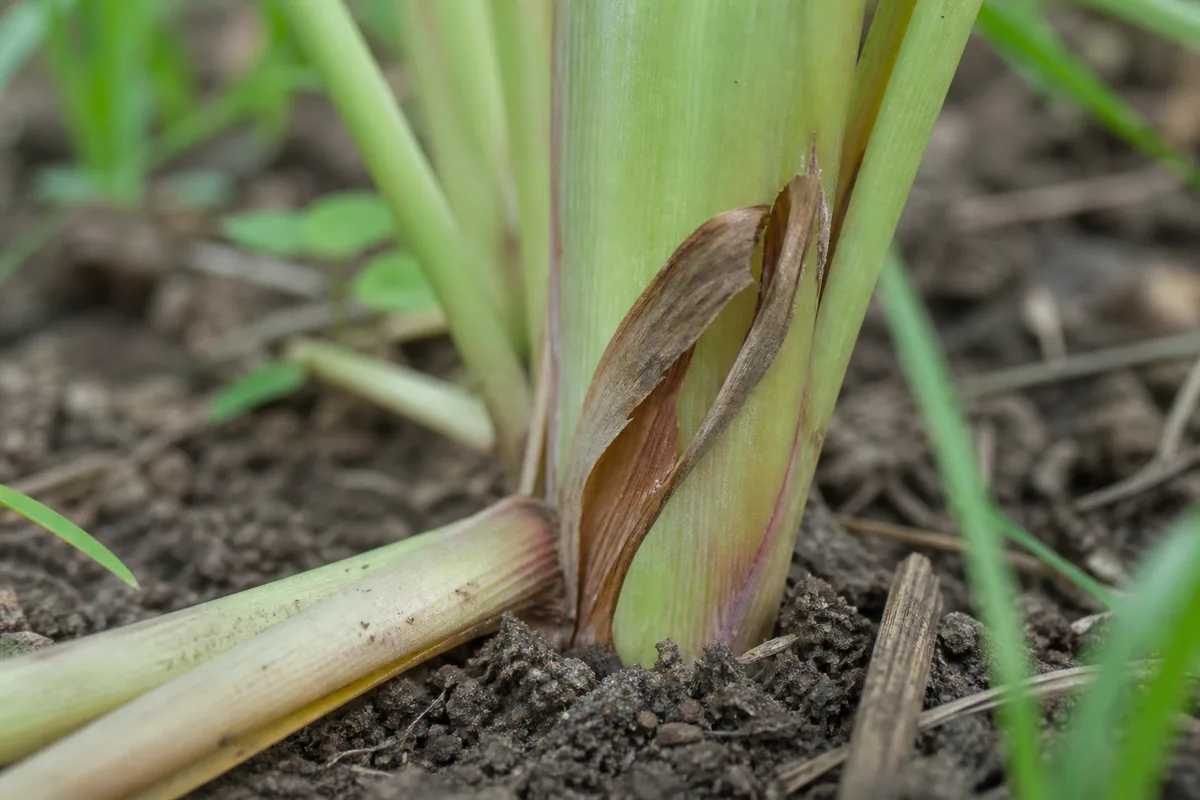 Close-up of Leaf Drop on Lemongrass - diagnostic detail