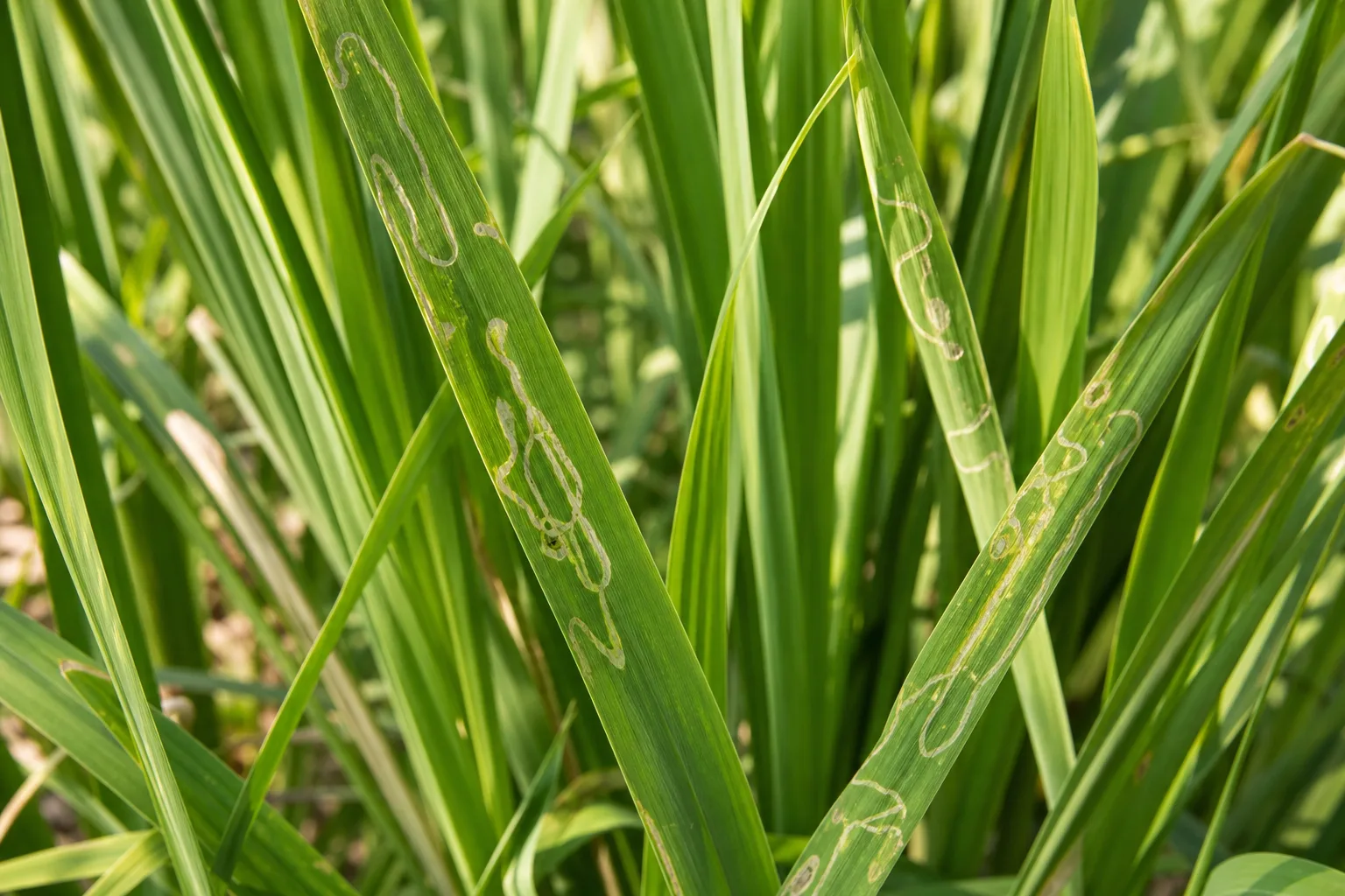 Leaf Miners on Lemongrass - visible symptom on the plant