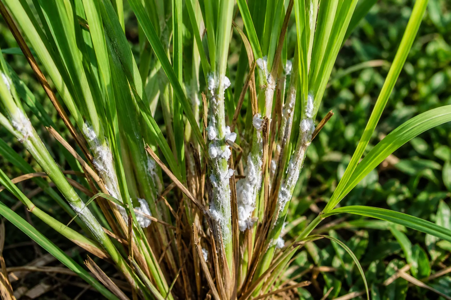Mealybugs on Lemongrass - visible symptom on the plant