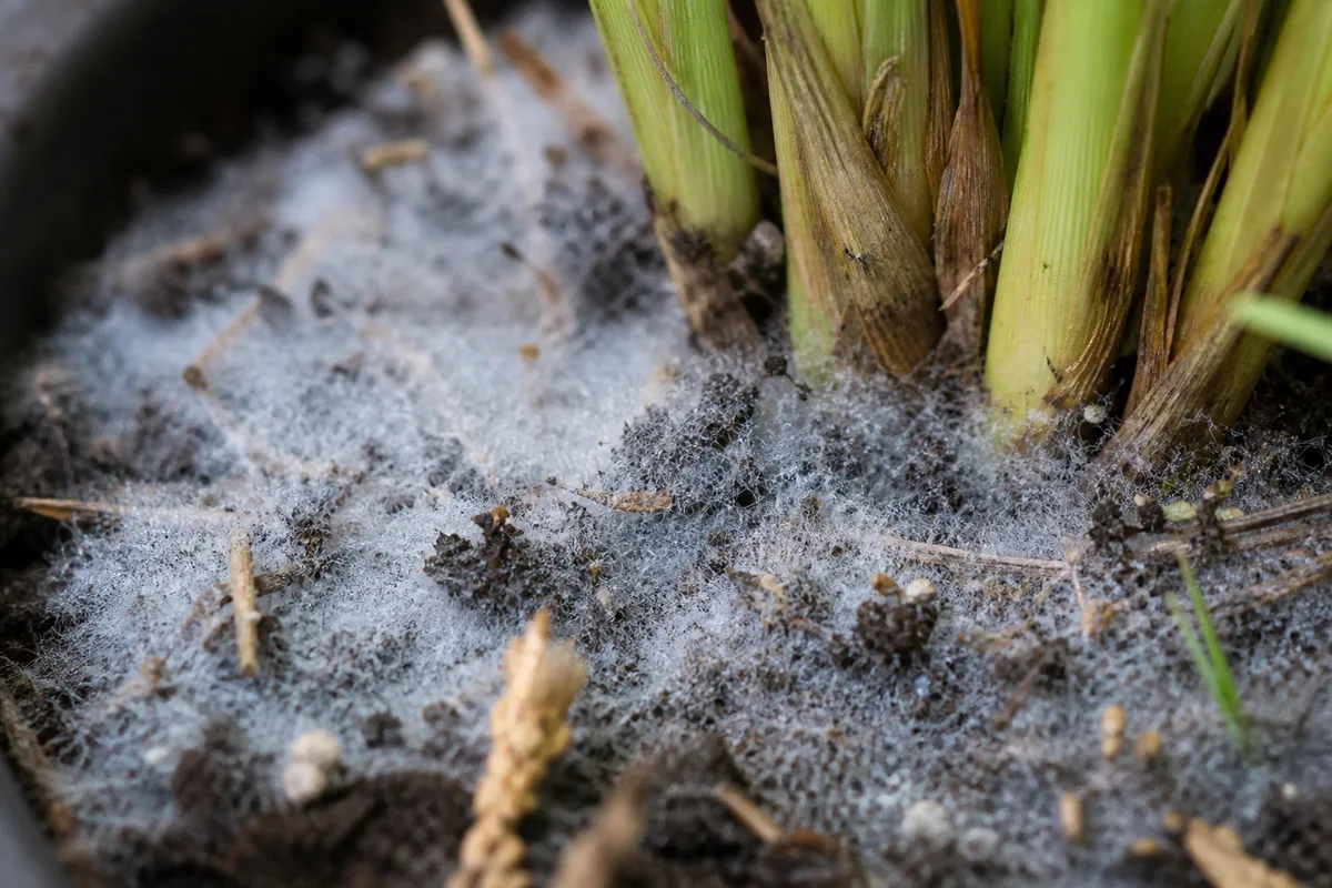 Close-up of Mold on Soil on Lemongrass - diagnostic detail