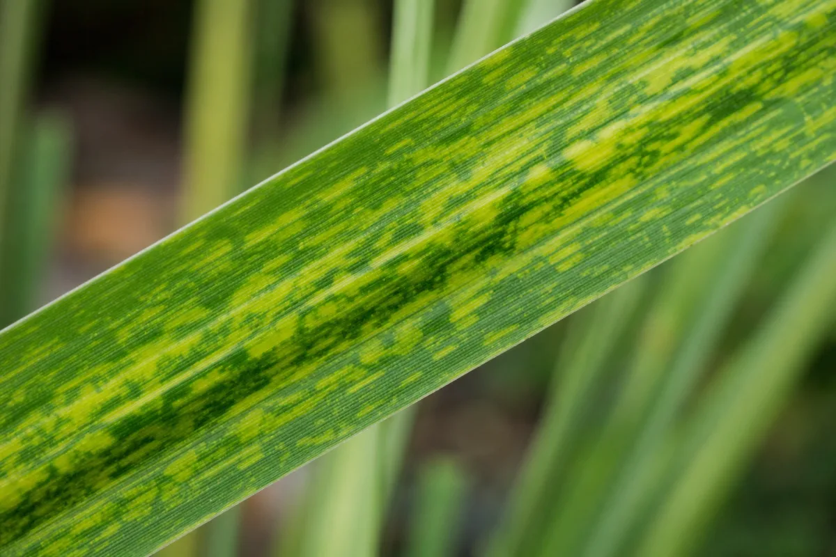 Close-up of Mosaic Virus on Lemongrass - diagnostic detail